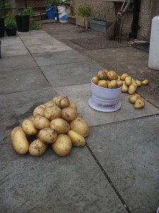 Sorting and weighing; self-sown potato harvest - 3rd July 2011