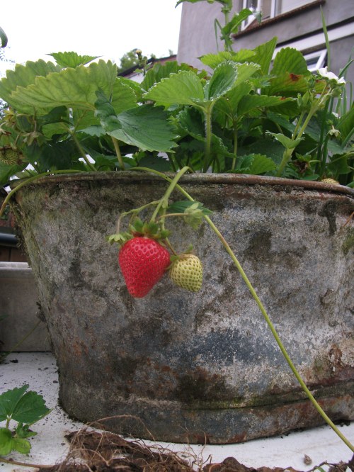 Front garden fruits; red princess strawberry ~ August 2012