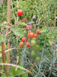 Sweet Million Tomatoes ~ September 2012