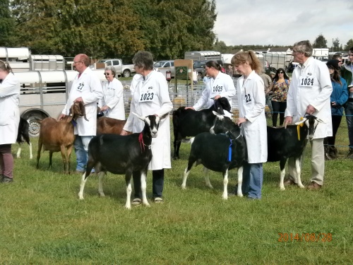 Goat Judging at Monmouth Show 2014